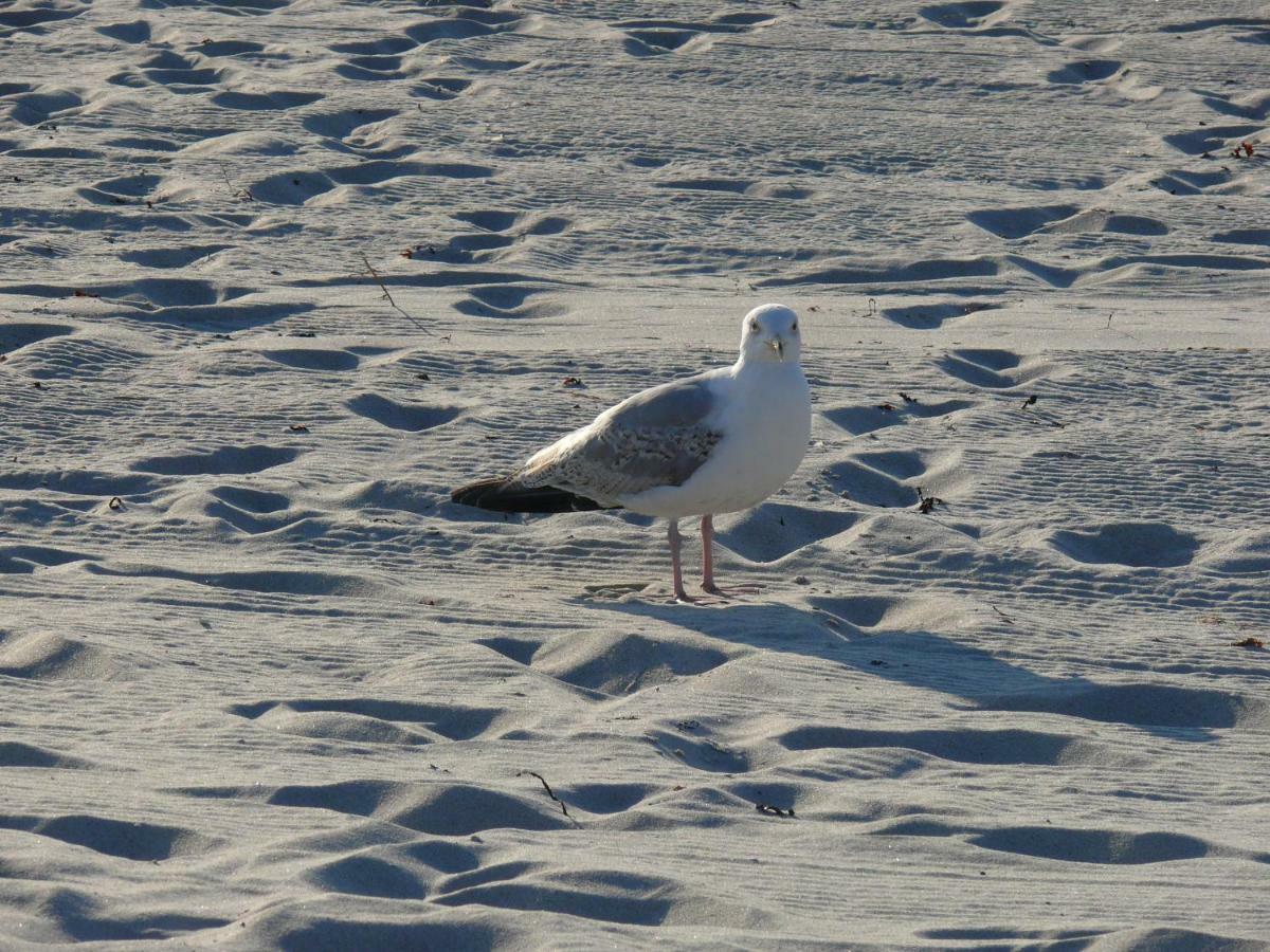 Am Ostseestrand Zingst Kültér fotó